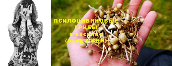 шишки Сосновый Бор