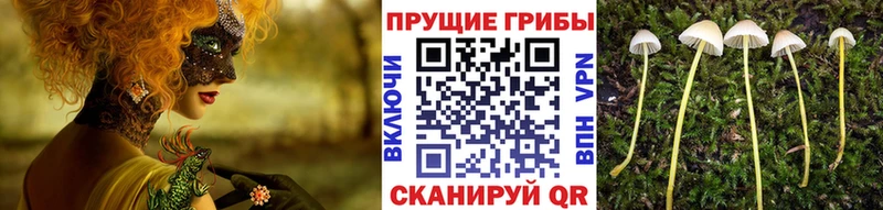 Галлюциногенные грибы ЛСД Купить где Северобайкальск
